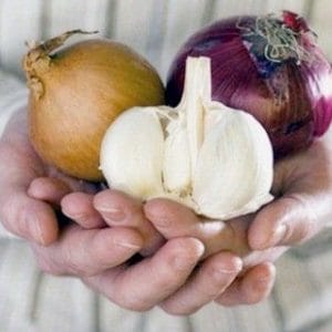 Цибуля-саджанка і часник Голландія