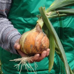 Комплекс для цибулі, часнику