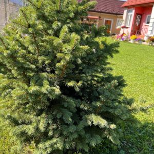 Комплекс для хвойних