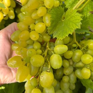 Комплекс для винограду