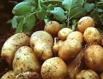Комплекс для картоплі