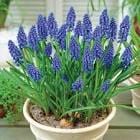 Мускарі в горщику