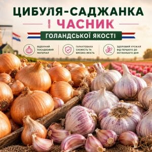 Цибуля-саджанка і часник голландської якості